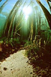 Underwater path - Aughrusmore, Connemara.
F90X, 16mm. by Mark Thomas 
